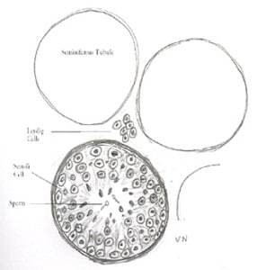 Seminiferous Tubule showing various stages of sperm development