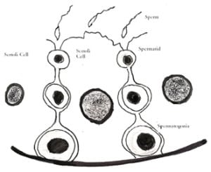 Sertoli Cell nursing developing sperm