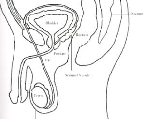 Male genito-urinary system