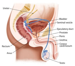 male pelvis showing prostate, bladder etc