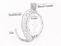 Testis and Spermatic cord