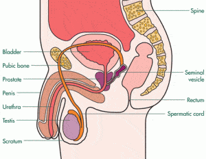 penile cancer image via macmillan.org.uk